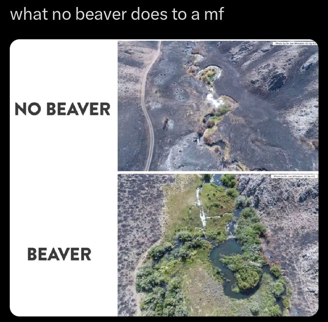 what no beaver does to а NO BEAVER BEAVER it