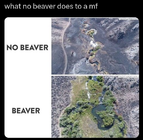 what no beaver does to а NO BEAVER BEAVER it