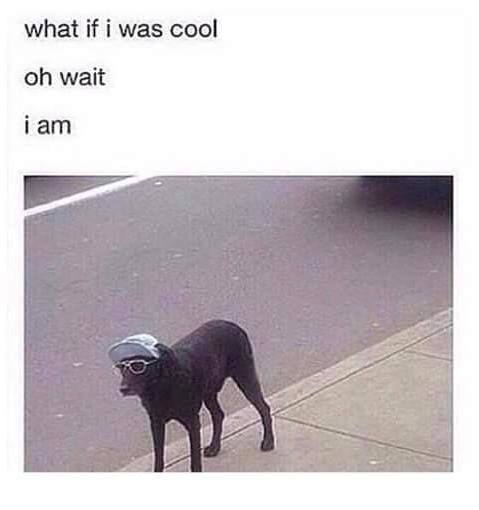what if i was cool wait iam