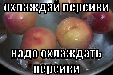 охлаждаи персики надо охлаждать персики