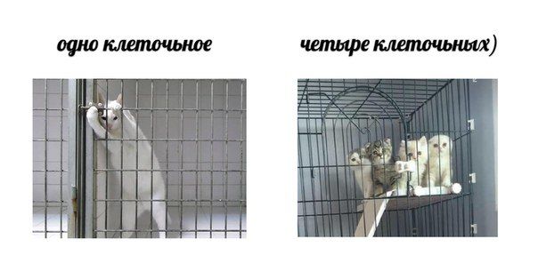 клеточьное клеточьных ogno четыре