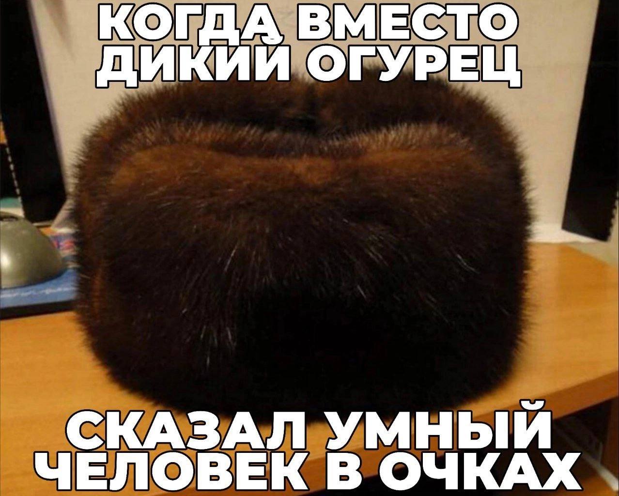 КОГДА ВМЕСТО ДИКИЙ ОГУРЕЦ СКАЗАЛ УМНЫЙ ЧЕЛОВЕК В ОЧКАХ