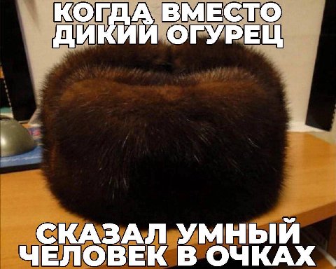 КОГДА ВМЕСТО ДИКИЙ ОГУРЕЦ СКАЗАЛ УМНЫЙ ЧЕЛОВЕК В ОЧКАХ