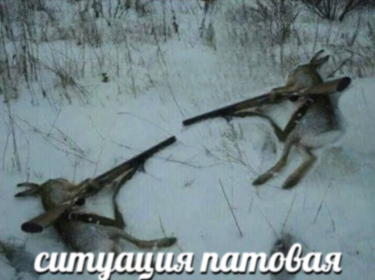 силщация патовая