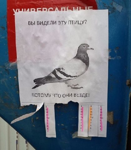 ВЫ ВИДЕЛИ ЭТУ ПТИЦУ? ПОТОМУ ЧТО ОНИ ВЕЗДЕ! ты ты а