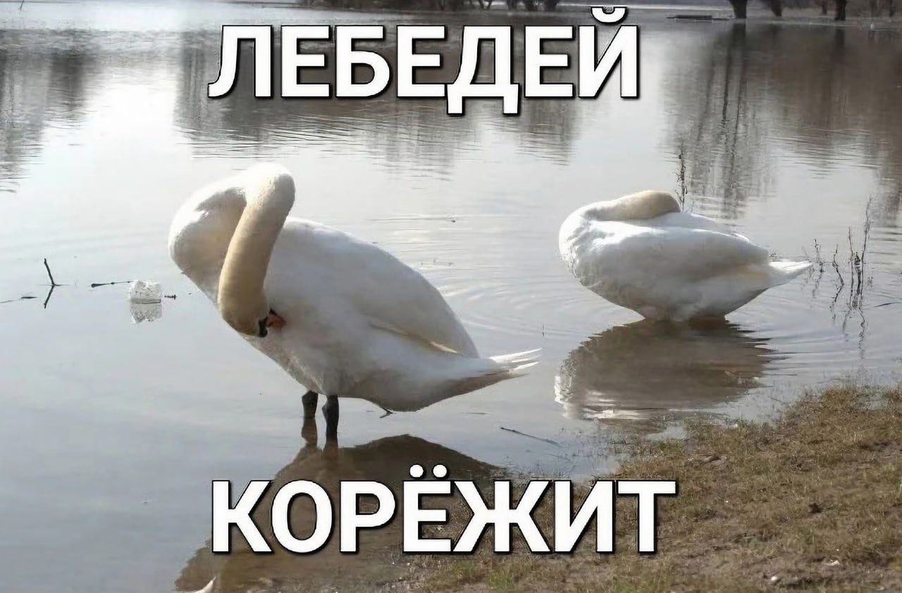 у ЕБЕДЕ a КОРЕЖИТ A