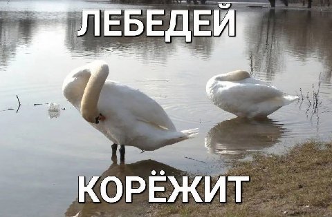 у ЕБЕДЕ a КОРЕЖИТ A