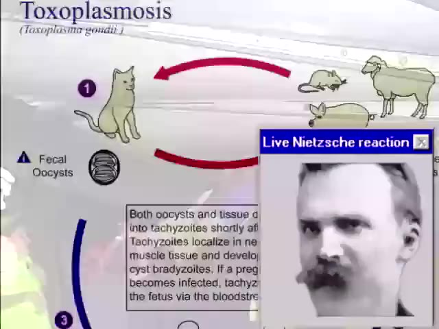 —— = ниинанини = ша —_- I Live Nietzsche reaction Il (Taxoplasnir goudit) Both oocysts and tissue в. Tachyzoites localize in ne ° muscle tssue and develo) ~ becomes infected, tachyz, the fetus via the