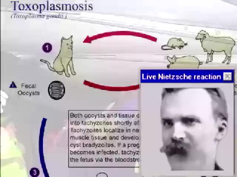 —— = ниинанини = ша —_- I Live Nietzsche reaction Il (Taxoplasnir goudit) Both oocysts and tissue в. Tachyzoites localize in ne ° muscle tssue and develo) ~ becomes infected, tachyz, the fetus via the