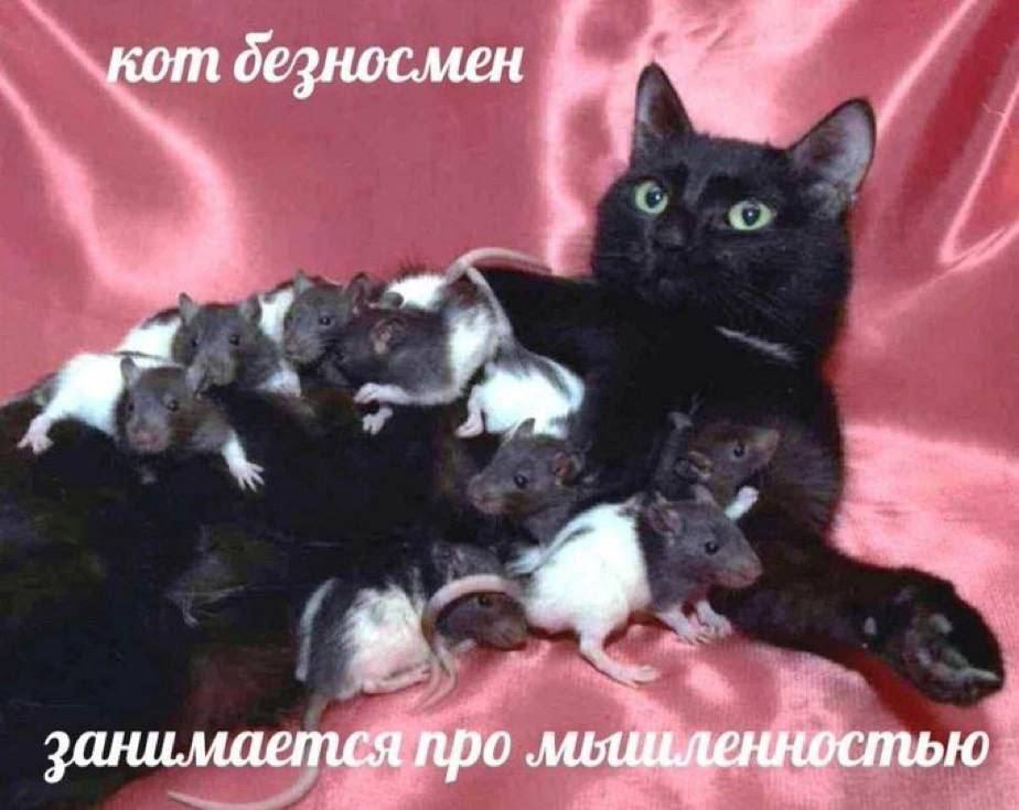 кот безносмен 9 занимается про мышьленностью