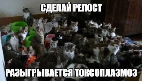 СДЕЛАЙ РЕПОСТ РАЗЫГРЫВАЕТСЯ ТОКСОПЛАЗМОЗ