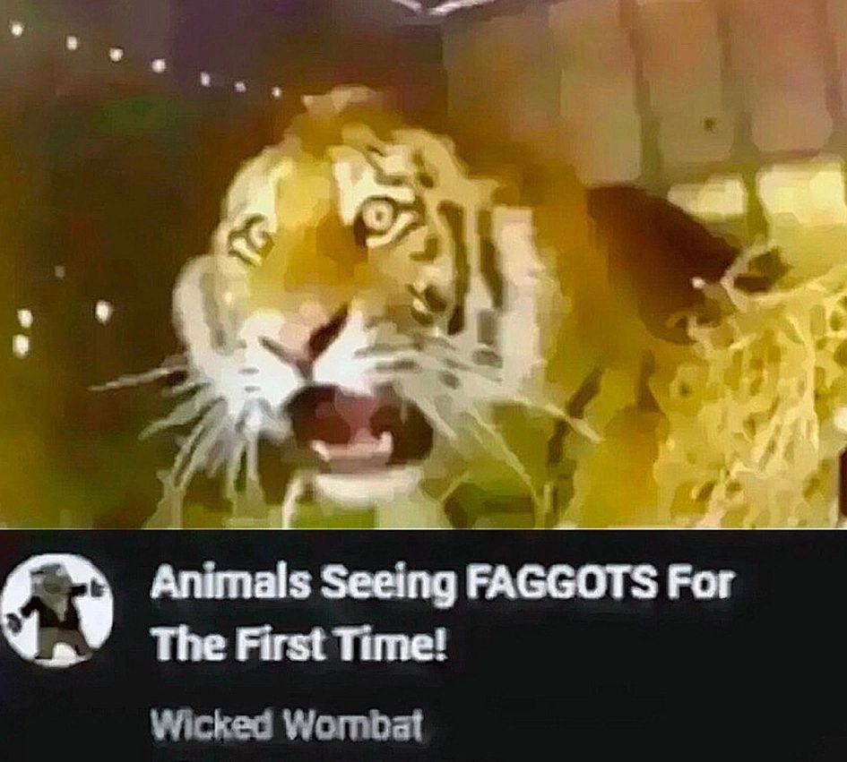 Animals Seeing FAGGOTS Рог The First Time!