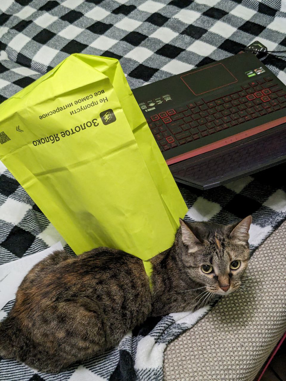 CAT STRANDING.