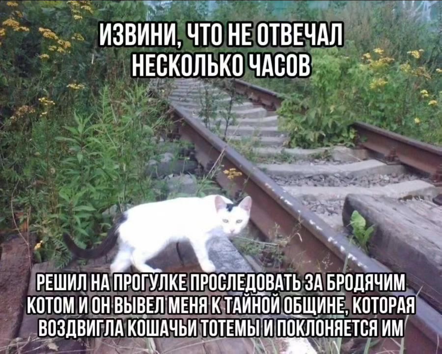 > = ИЗВИНИ, ЧТО НЕ ОТВЕЧАЛ _ big ~ .' НЕСКОЛЬКО ЧАСОВ = - РЕШИЛ НАПРОГУЛКЕ ПРОСЛЕДОВАТЬ ЗА БРОДЯЧИМ _ КОТОМИОНВЫВЕП МЕНЯ ТАЙНОЙ ОБЩИНЕ, КОТОРАЯ ~~ ВОЗДВИГЛА КОШАЧЬИ ТОТЕМЫИ ПОКЛОНЯЕТСЯ ИМ! i КОТОМ WOH