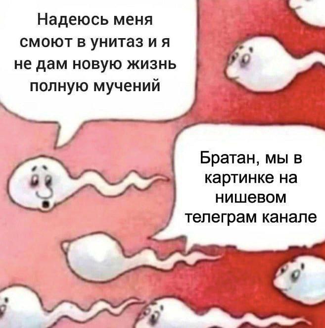 Надеюсь меня смоют в унитаз и я не дам новую жизнь полную мучений Братан, мы в картинке на нишевом телеграм канале
