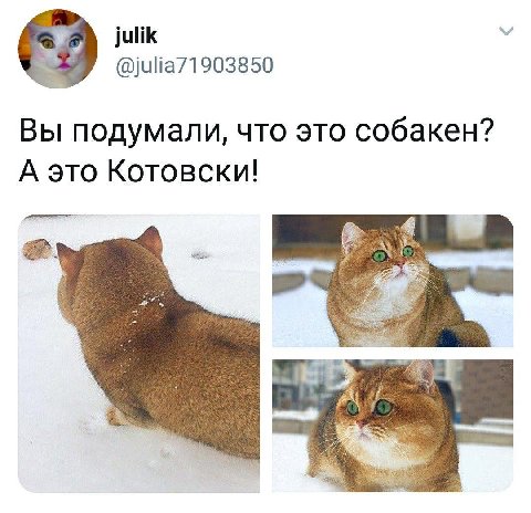 julik @julia71903850 Вы подумали, что это собакен? А это Котовски!