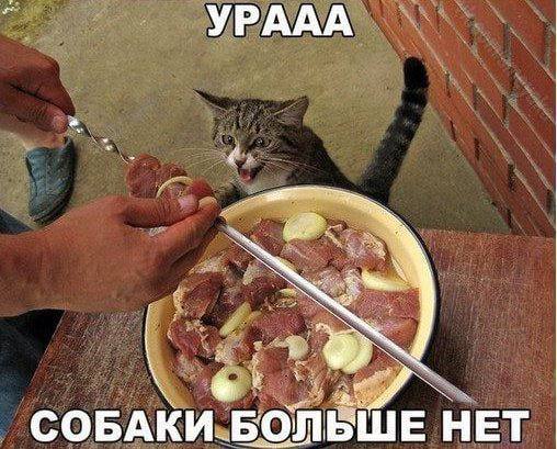 YPAAA a СОБАКИ БОЛЬШЕ НЕТ