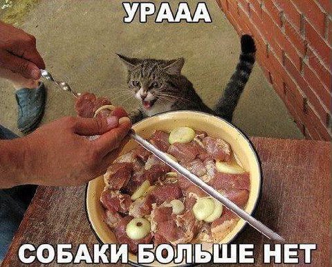 YPAAA a СОБАКИ БОЛЬШЕ НЕТ