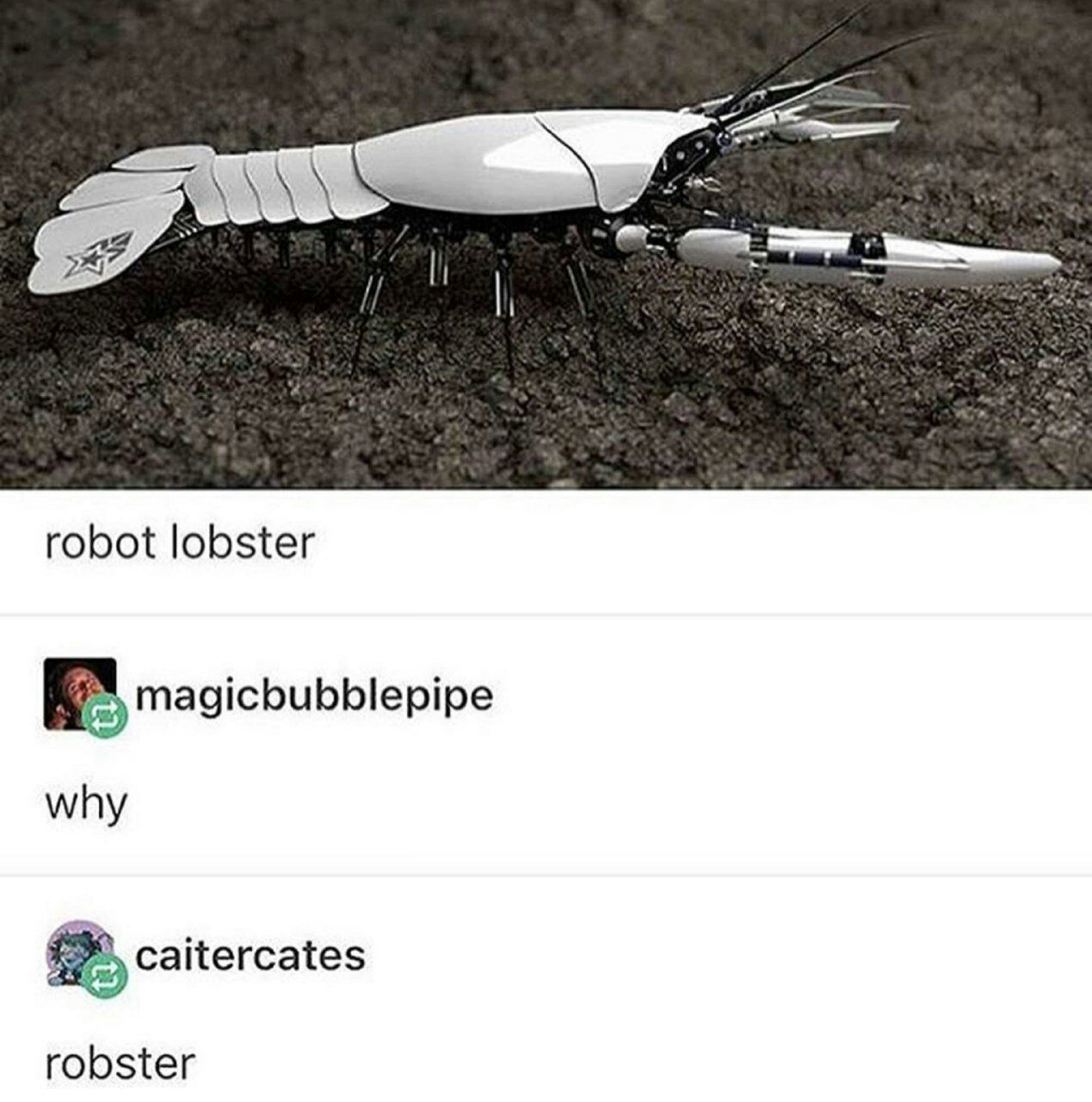 robot lobster magicbubblepipe why caitercates robster