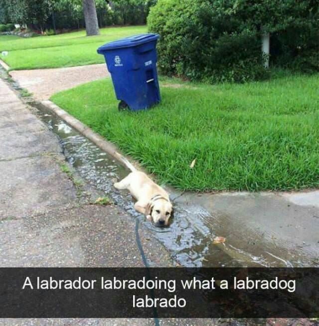 А labrador labradoing what а labradog labrado