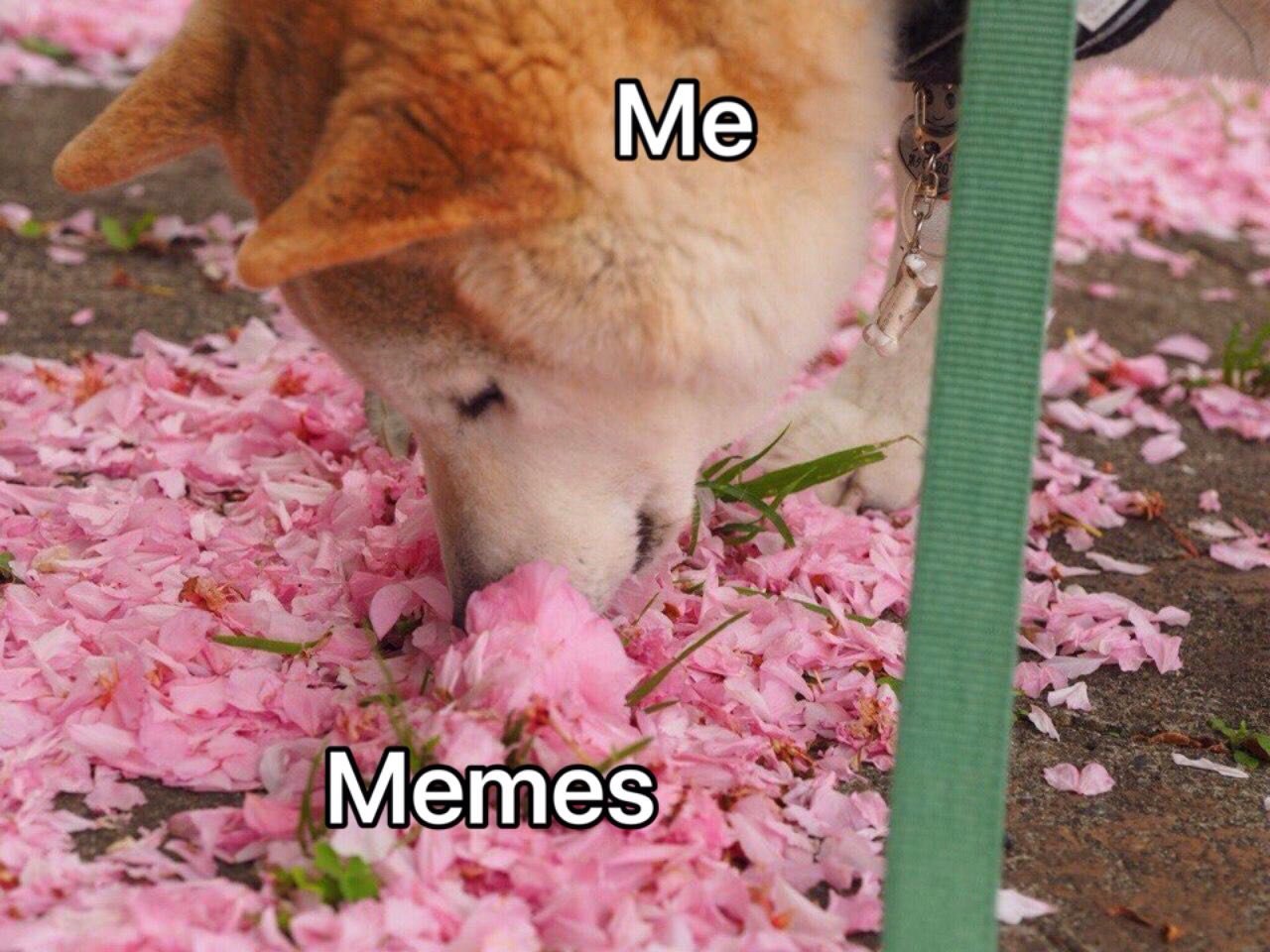 Memes