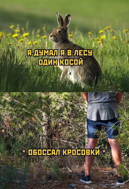 A В ЛЕСУ. КОСОИ 5 и 4 ОБОССАЛ КРОСОВКИ