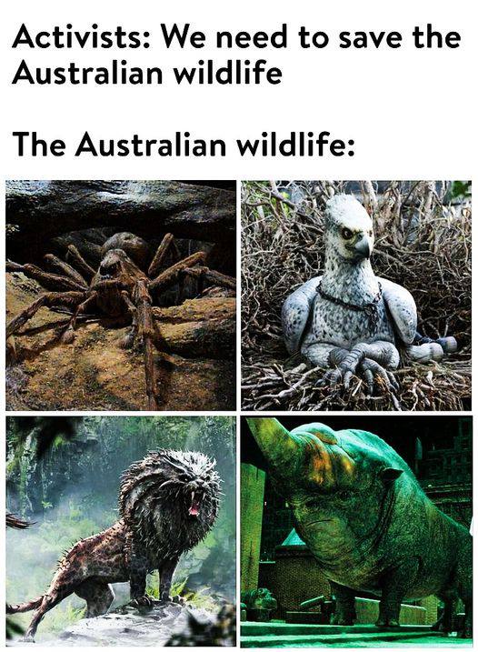 Activists: We need to save the Australian wildlife The Australian wildlife: 2 4