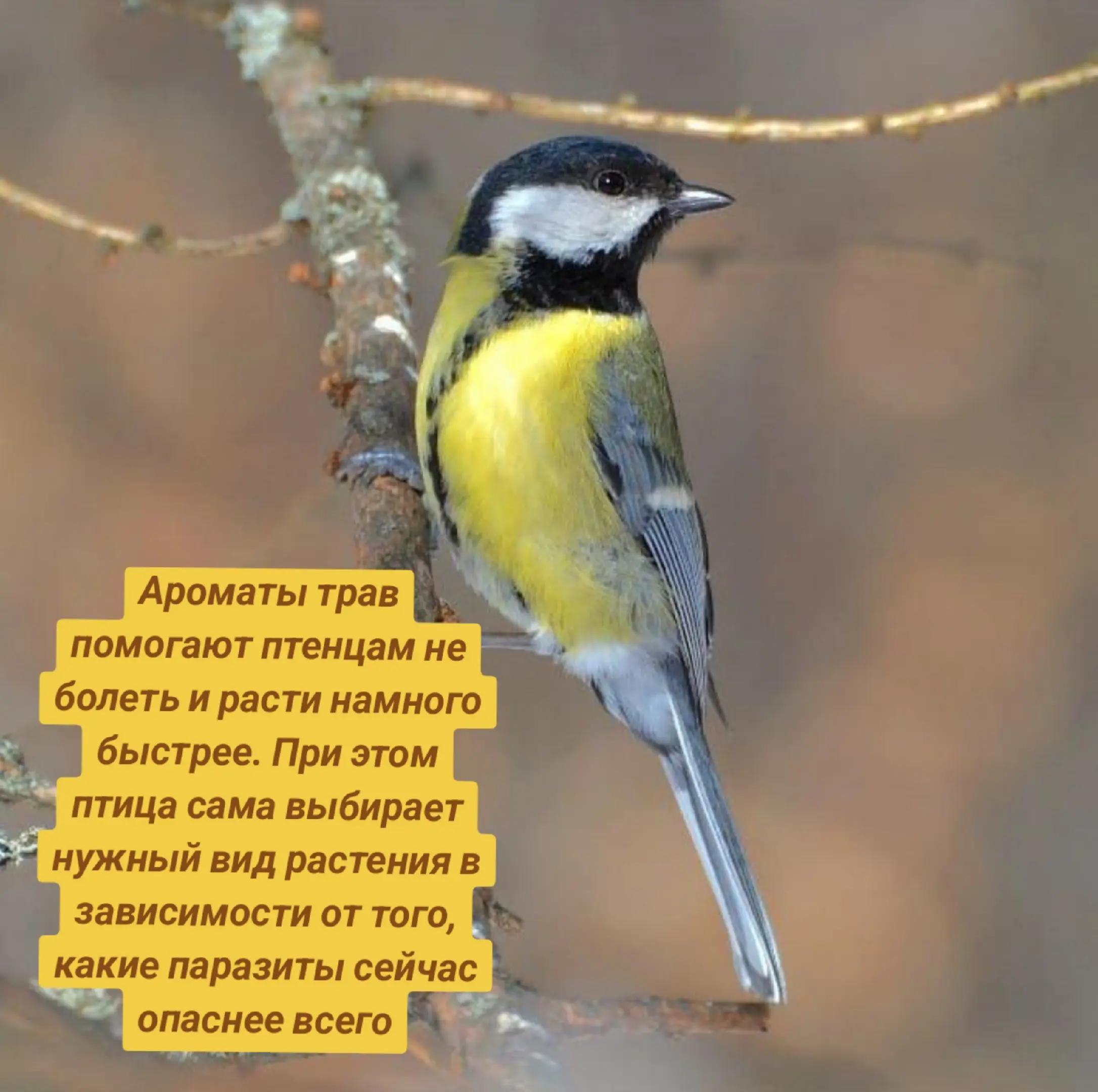 Ароматы трав помогают птенцам не болеть и расти намного быстрее. При этом птица сама выбирает нужный вид растения в зависимости от того, какие паразиты сейчас опаснее всего