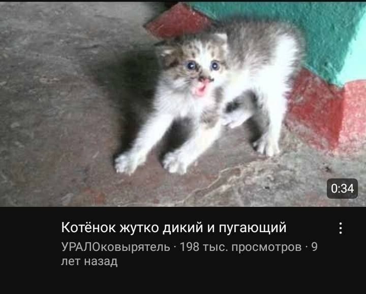 Котёнок жутко дикий и пугающий УРАЛОковырятель 198 тыс. просмотров 9 лет назад