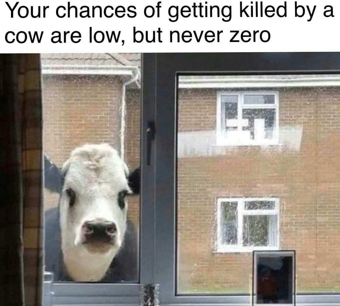 Your chances of getting killed a cow are low, but never zero