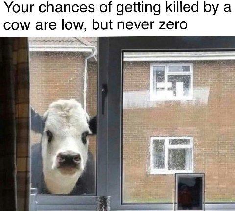 Your chances of getting killed a cow are low, but never zero