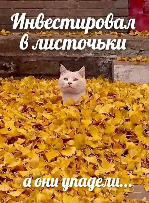 Инвестировал 6 листочьки аони упадели