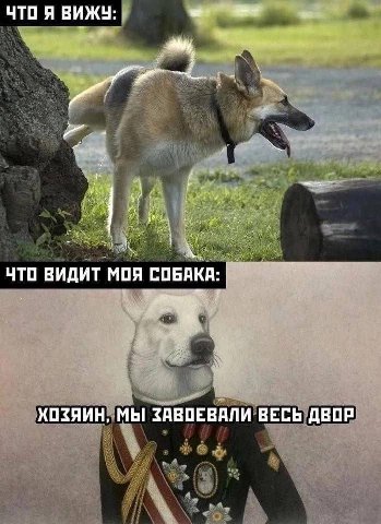ЧТО Я ВИЖУ: ЧТО ВИДИТ МОЯ СОБАКА: 4 ХОЗЯИН, МЫ ЗАВОЕВАЛИ ВЕСЬ ДВОР