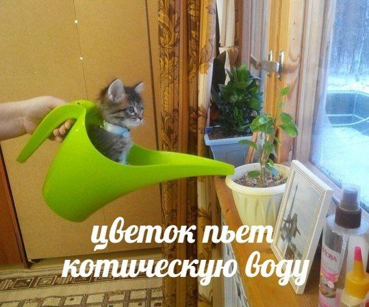 и i i пье