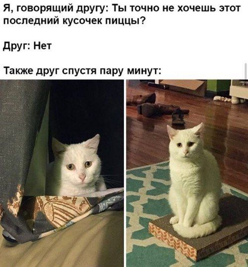Я, говорящий другу: Ты точно не хочешь этот последний кусочек пиццы? Друг: Нет Также друг спустя пару минут: у