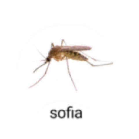 sofia