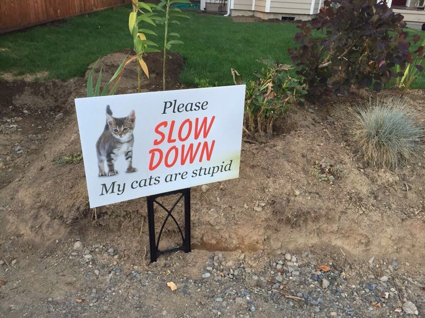Please My cats are