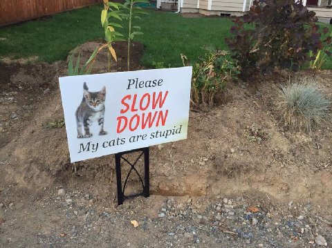 Please My cats are