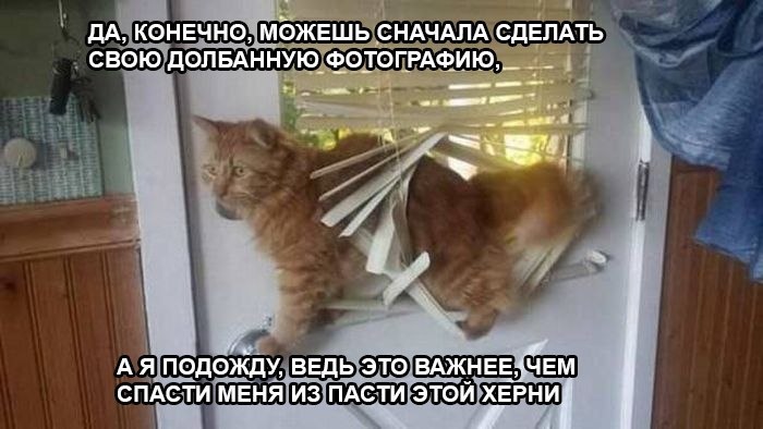 КОНЕЧНО, МОЖЕШЬ СНАЧАЛА СДЕЛАТЬ СВОЮ ДОЛБАННУЮ ФОТОГРАФИЮ, А Я ПОДОЖДУ, ВЕДЬ ЭТО BAKHEESYEM СПАСТИ МЕНЯ ИЗ ПАСТИ ЭТОЙ