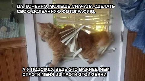 КОНЕЧНО, МОЖЕШЬ СНАЧАЛА СДЕЛАТЬ СВОЮ ДОЛБАННУЮ ФОТОГРАФИЮ, А Я ПОДОЖДУ, ВЕДЬ ЭТО BAKHEESYEM СПАСТИ МЕНЯ ИЗ ПАСТИ ЭТОЙ
