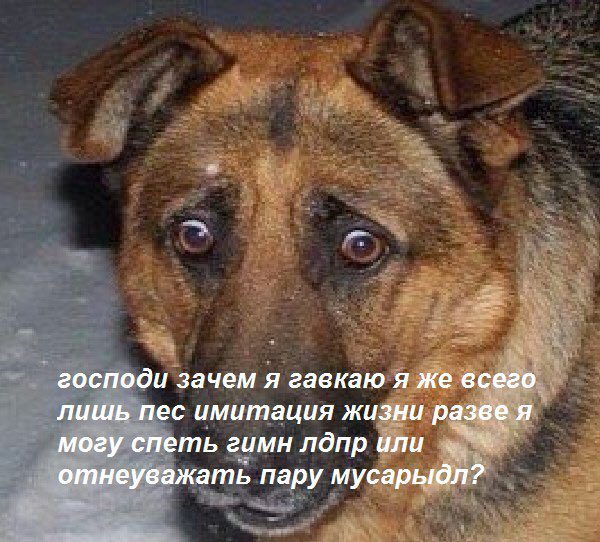 господи зачем я гавкаю я же всего лишь пес имитация жизни разве я могу спеть гимн лдпр или отнеуважать пару мусарыдл?