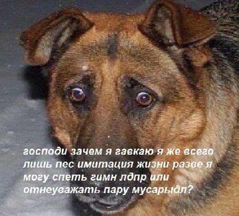 господи зачем я гавкаю я же всего лишь пес имитация жизни разве я могу спеть гимн лдпр или отнеуважать пару мусарыдл?