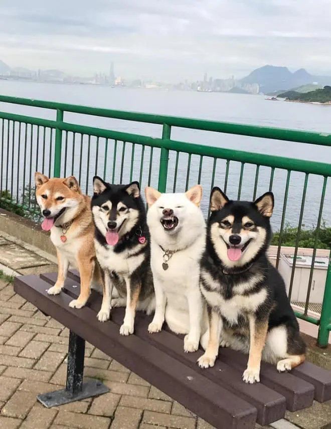 🐺