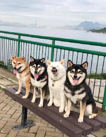 🐺