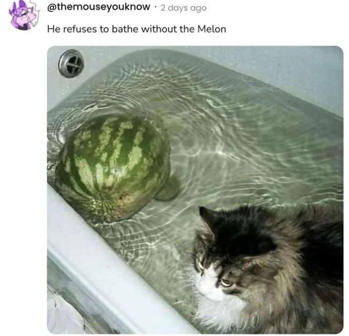 @themouseyouknow 2 days ago Не refuses to bathe without the Melon 77 у К “4 К. к у