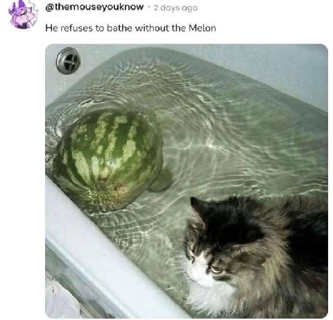 @themouseyouknow 2 days ago Не refuses to bathe without the Melon 77 у К “4 К. к у