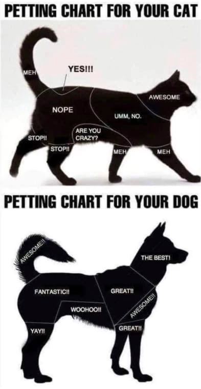 PETTING CHART FOR YOUR CAT AWESOME NOPE UMM, NO. ARE YOU STOP!! CRAZY? МЕН PETTING CHART FOR YOUR DOG THE BEST! FANTASTICI! GREATI! YAYI!