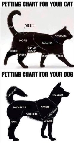 PETTING CHART FOR YOUR CAT AWESOME NOPE UMM, NO. ARE YOU STOP!! CRAZY? МЕН PETTING CHART FOR YOUR DOG THE BEST! FANTASTICI! GREATI! YAYI!
