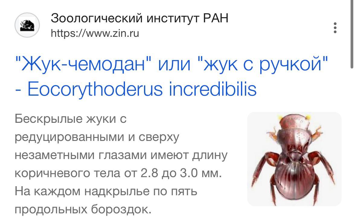 Ебучий случай 

Чимодан
