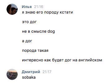 Илья я знаю его породу кстати это дог не в смысле 909 а дог порода такая интересно как будет дог на английском Дмитрий sobaka